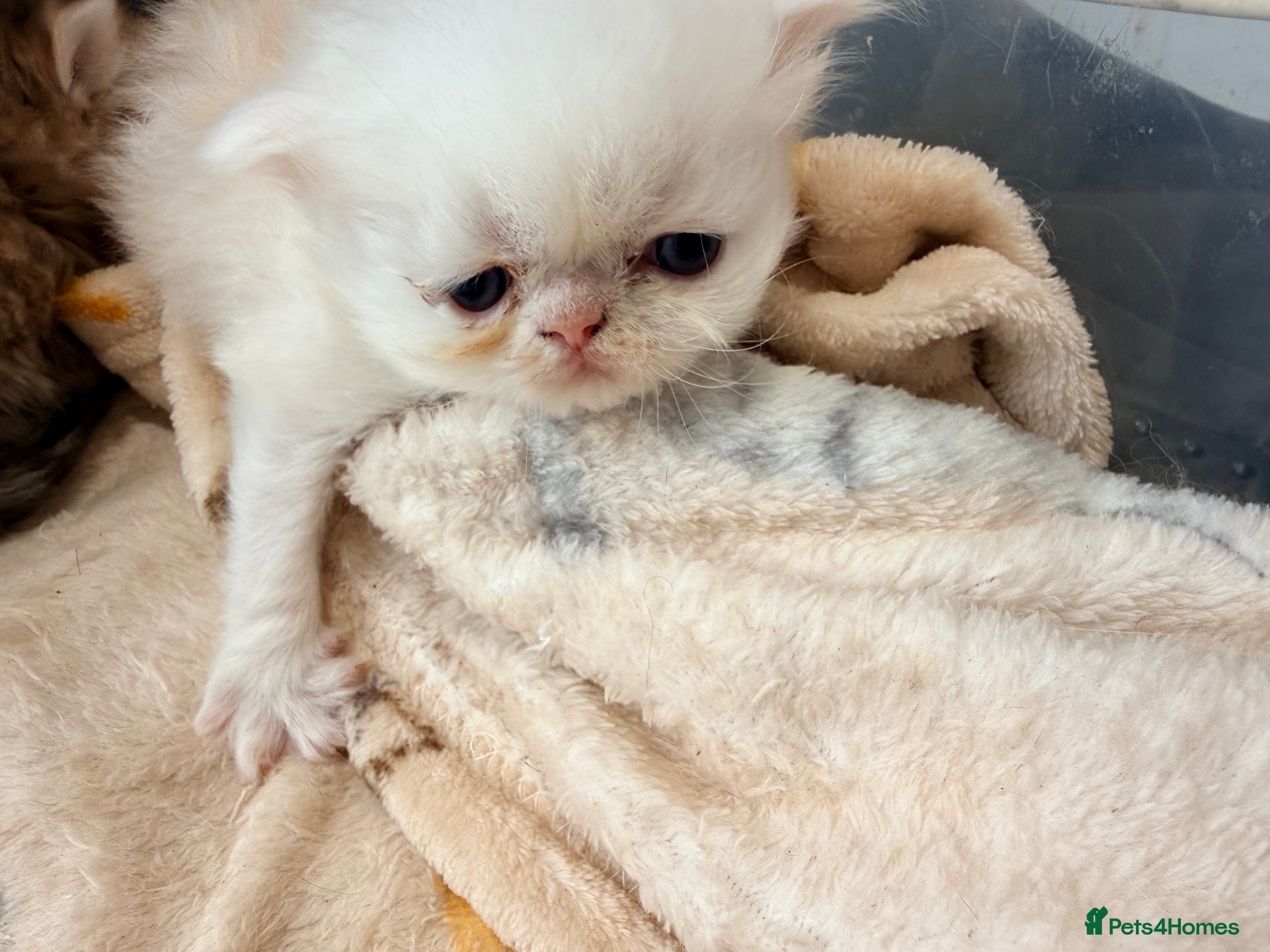 Persian cats 🐾 BEAUTIFUL PERSIAN KITTEN AVAILABLE 🐾 - Advert 10