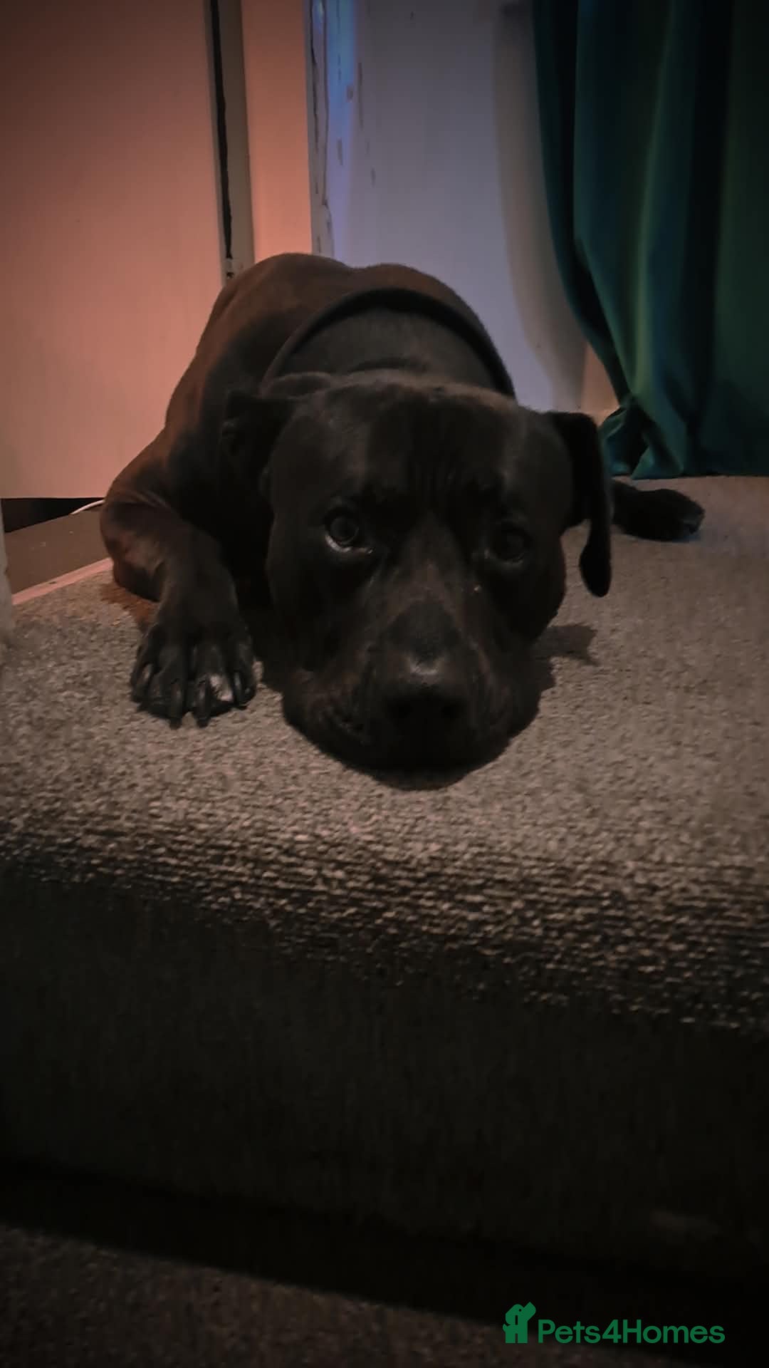 Mixed Breed dogs for sale: Cane corso x labrador  - Advert 3