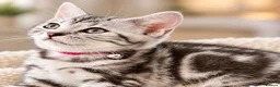 British Shorthair cats for sale: Stunning Silver BSH Kittens GCCF Champion Lines - Advert 21