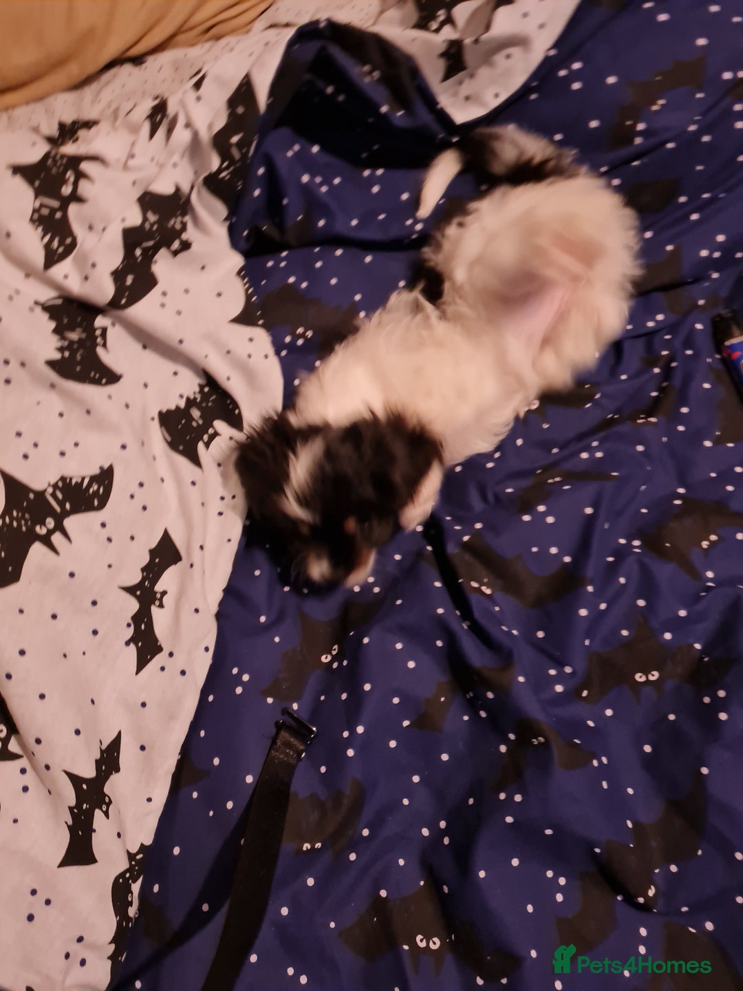 Cavapoo dogs for sale: **Ready** The last stunning cavapoo female - Image 3