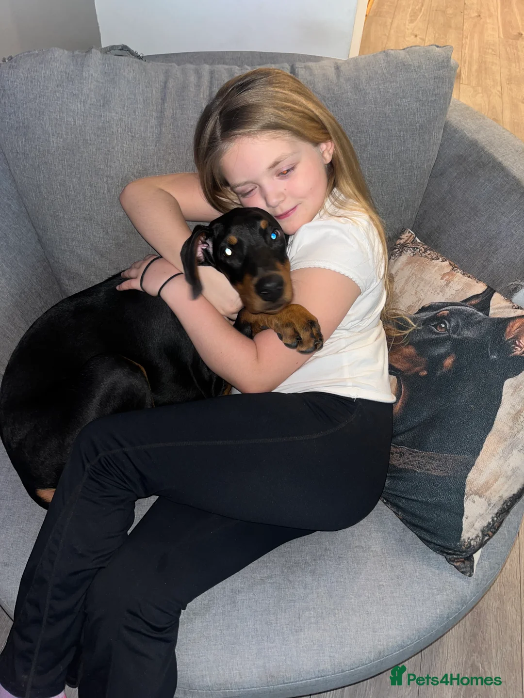 Dobermann dogs for sale: KC registered black&Tan Doberman Bitch 4 month old - Advert 2