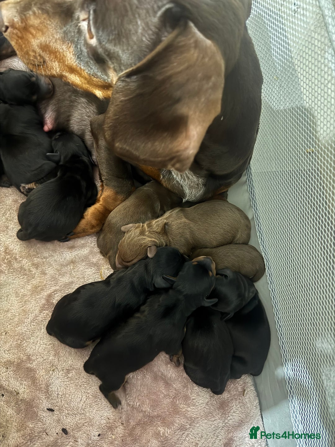 Dachshund dogs for sale: BEAUTIFUL DACHSHUNDS FUR BABIES!  - Advert 5