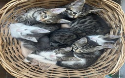 Domestic Shorthair cats for adoption: 12-14 week old mixed kitten pair  - Image 4