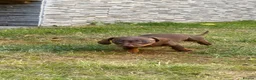 Miniature Dachshund dogs for sale: !!!READY NOW!!! Miniature Dachshund Puppies - Advert 8