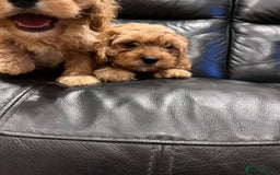 Cavapoo dogs for sale: F1 Cavapoo puppies - Image 15