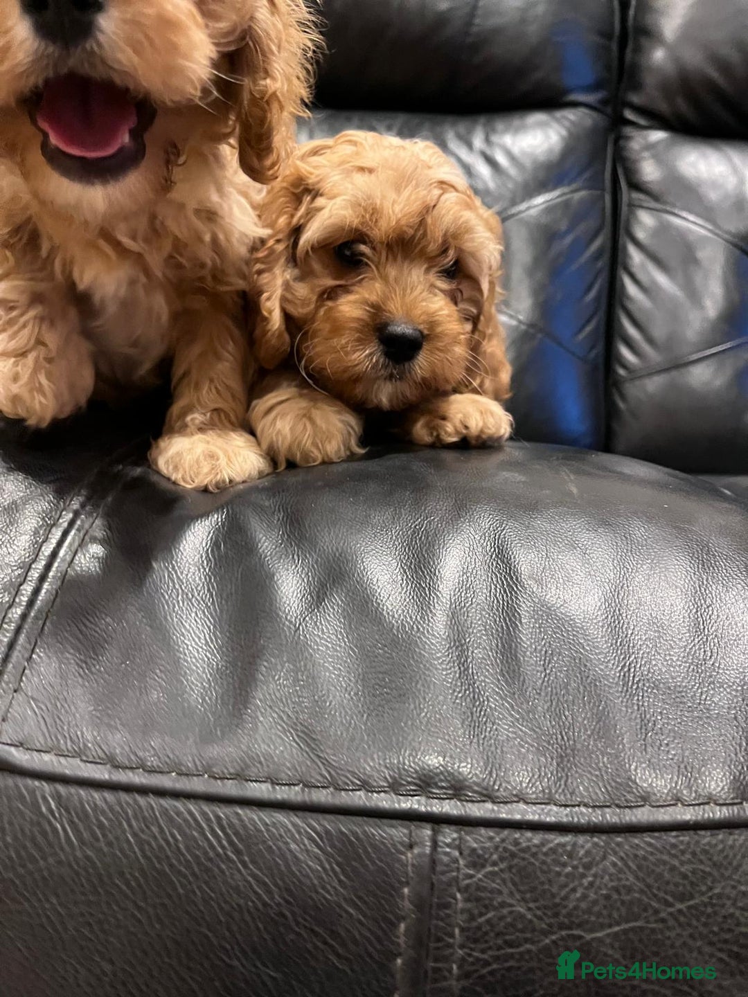 Cavapoo dogs for sale: F1 Cavapoo puppies - Image 15