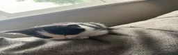 Mixed Breed cats for sale: Gorgeous black and white kittens  - Advert 5
