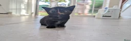 Mixed Breed cats for sale: Georgous Kittens Looking For A New Home - Advert 22