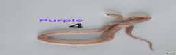 Corn Snake reptiles for sale: Baby Cornsnakes  - Advert 22