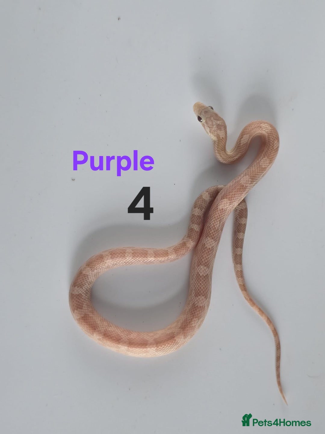 Corn Snake reptiles for sale: Baby Cornsnakes  - Advert 22