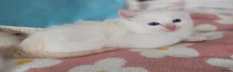 Ragdoll cats for sale: GCCF registered Ragdoll kittens  - Advert 25