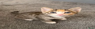Mixed Breed Kitten 2