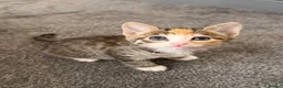 Mixed Breed cats for sale: kittens for sale  - Advert 5