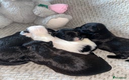 Shihpoo dogs for sale: Gorgeous Toy Shihpoo puppies - Image 15