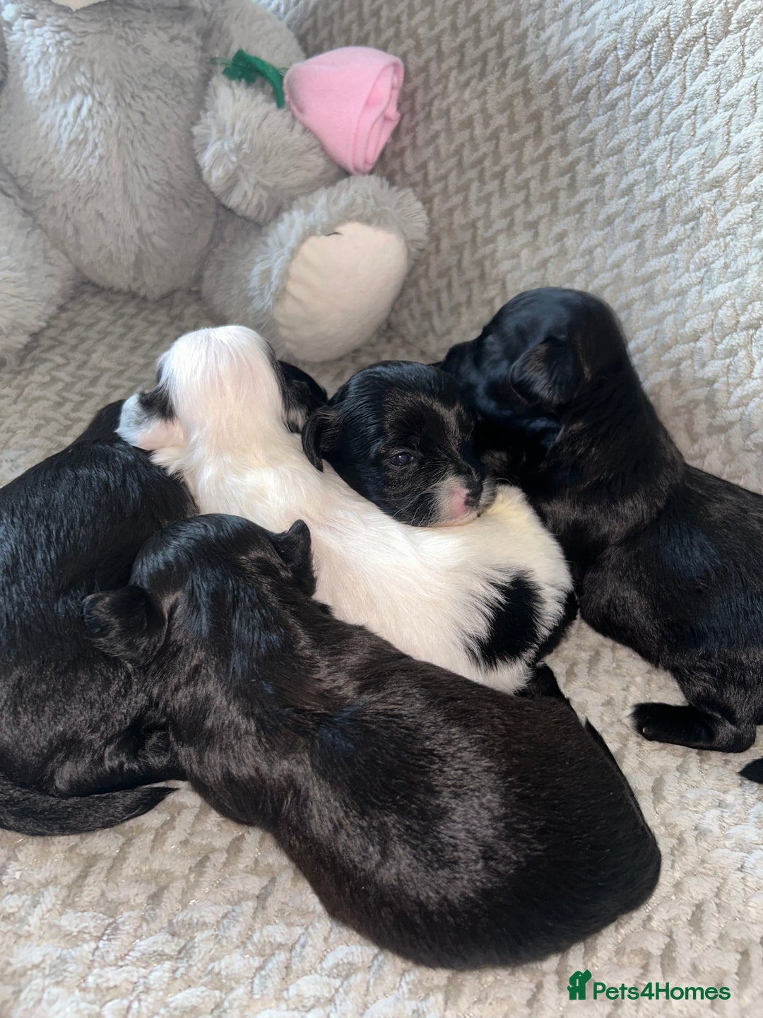 Shihpoo dogs for sale: Gorgeous Toy Shihpoo puppies - Image 15