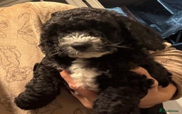 Cockapoo dogs for sale: stunning cockapoos for sale - Image 10