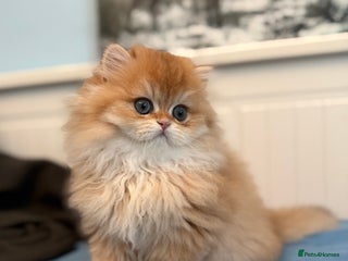 British Longhair cats ✨ Exquisite Golden Longhair Kitten ✨ - Advert 5