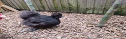 Chickens poultry for sale: Laying Female Chickens (breeds in description) in Derby - Advert 5
