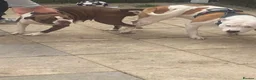 Mixed Breed dogs for stud: stud ready beautiful American bulldog cross staff in Fleetwood - Advert 6
