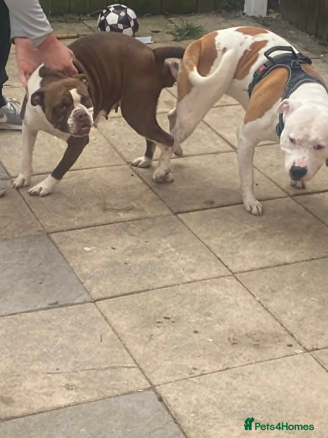 Mixed Breed dogs for stud: stud ready beautiful American bulldog cross staff in Fleetwood - Advert 6