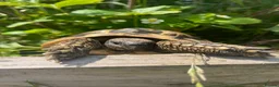 Hermann Tortoise reptiles for sale: Herman Tortoise - 10yrs old - Advert 1