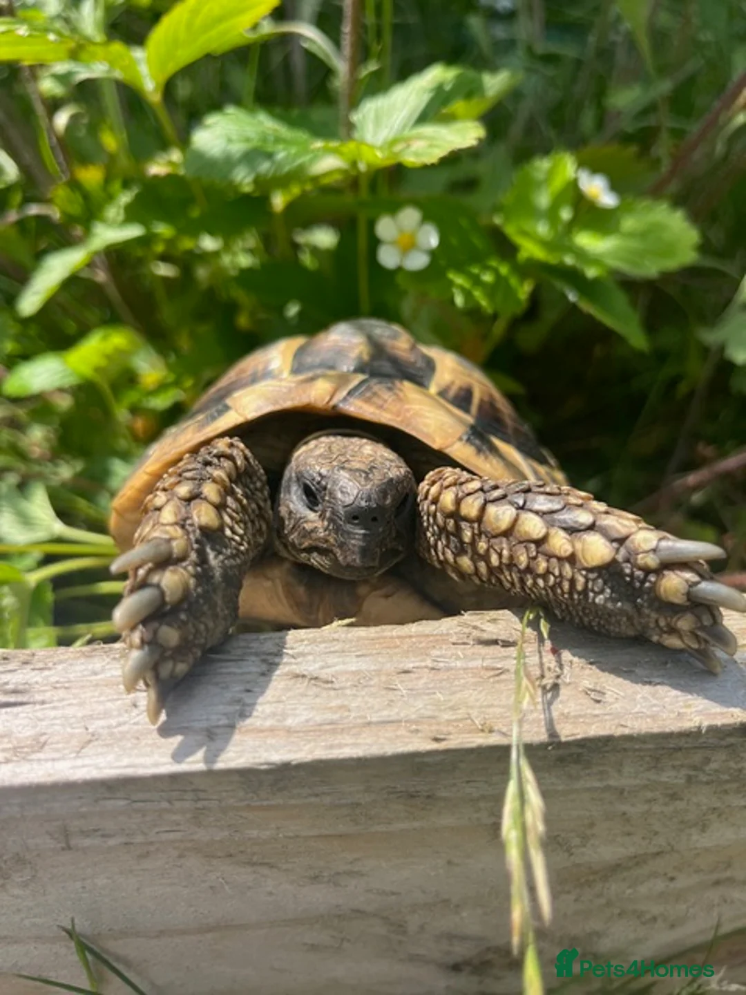 Hermann Tortoise reptiles for sale: Herman Tortoise - 10yrs old - Advert 1