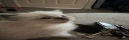 Ragdoll cats for sale: Ragdoll kitten beautiful fluffy girl  - Advert 9