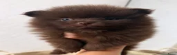 Pomeranian dogs for sale: CHAMPION LINES KC POMERANIAN PUPPIES  - Advert 7