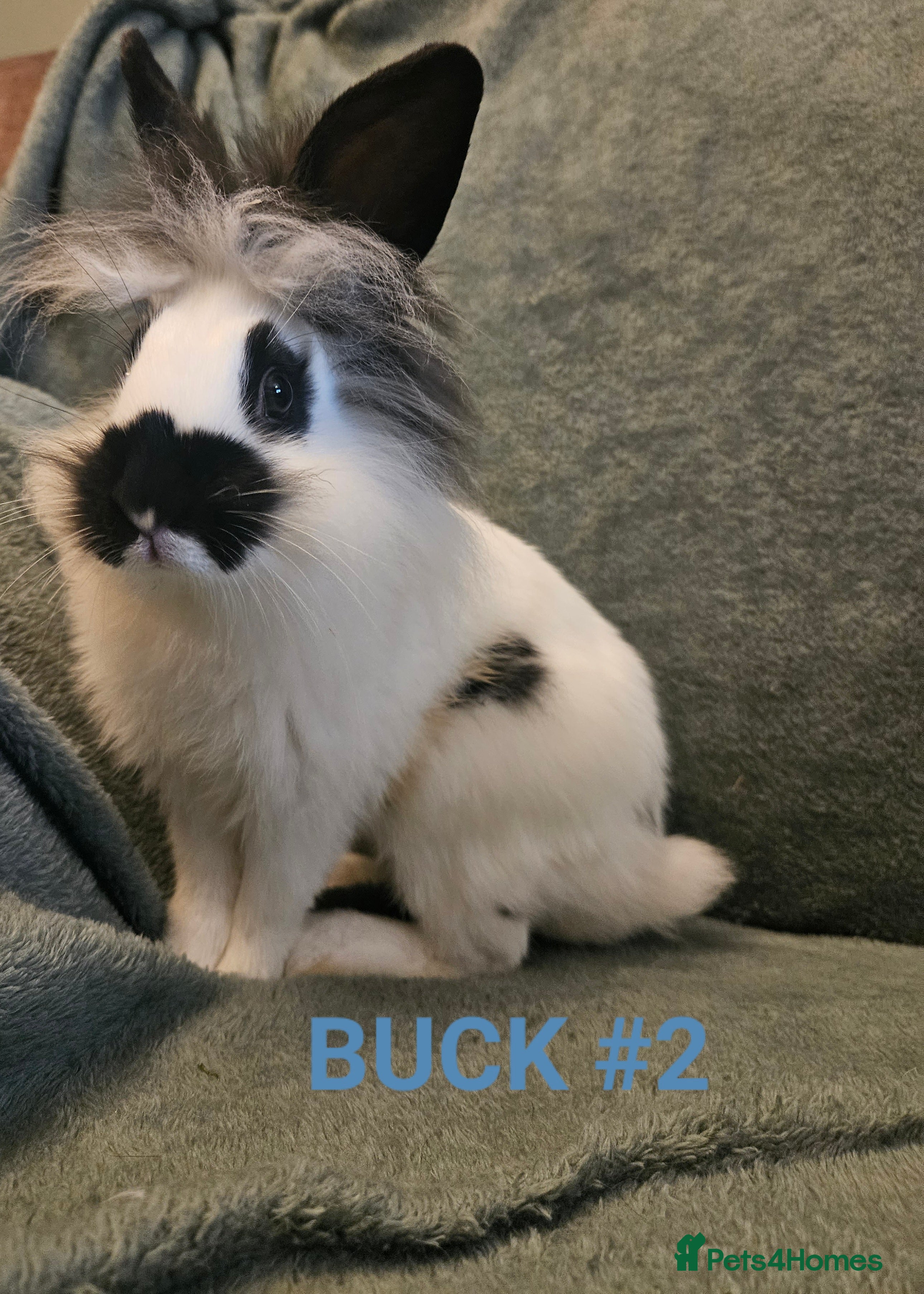 Lionhead rabbits Lion head x English spot Rabbits 14wk last 3 left - Advert 12