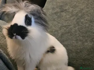 Lionhead rabbits Lion head x English spot Rabbits 14wk last 3 left - Advert 12