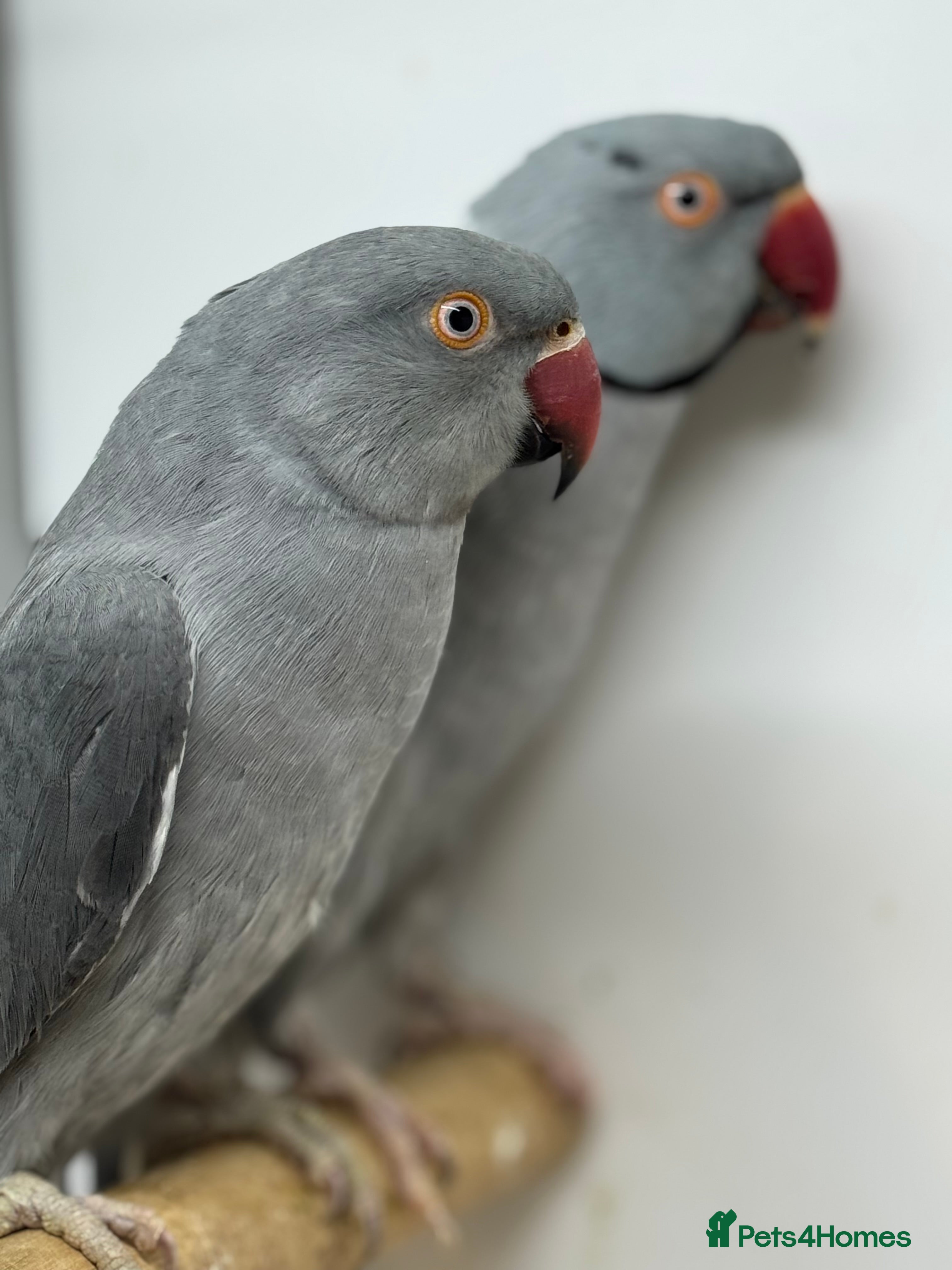 Parrots birds Pair grey ringneck parakeets - Advert 3