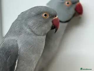 Parrots birds Pair grey ringneck parakeets - Advert 3