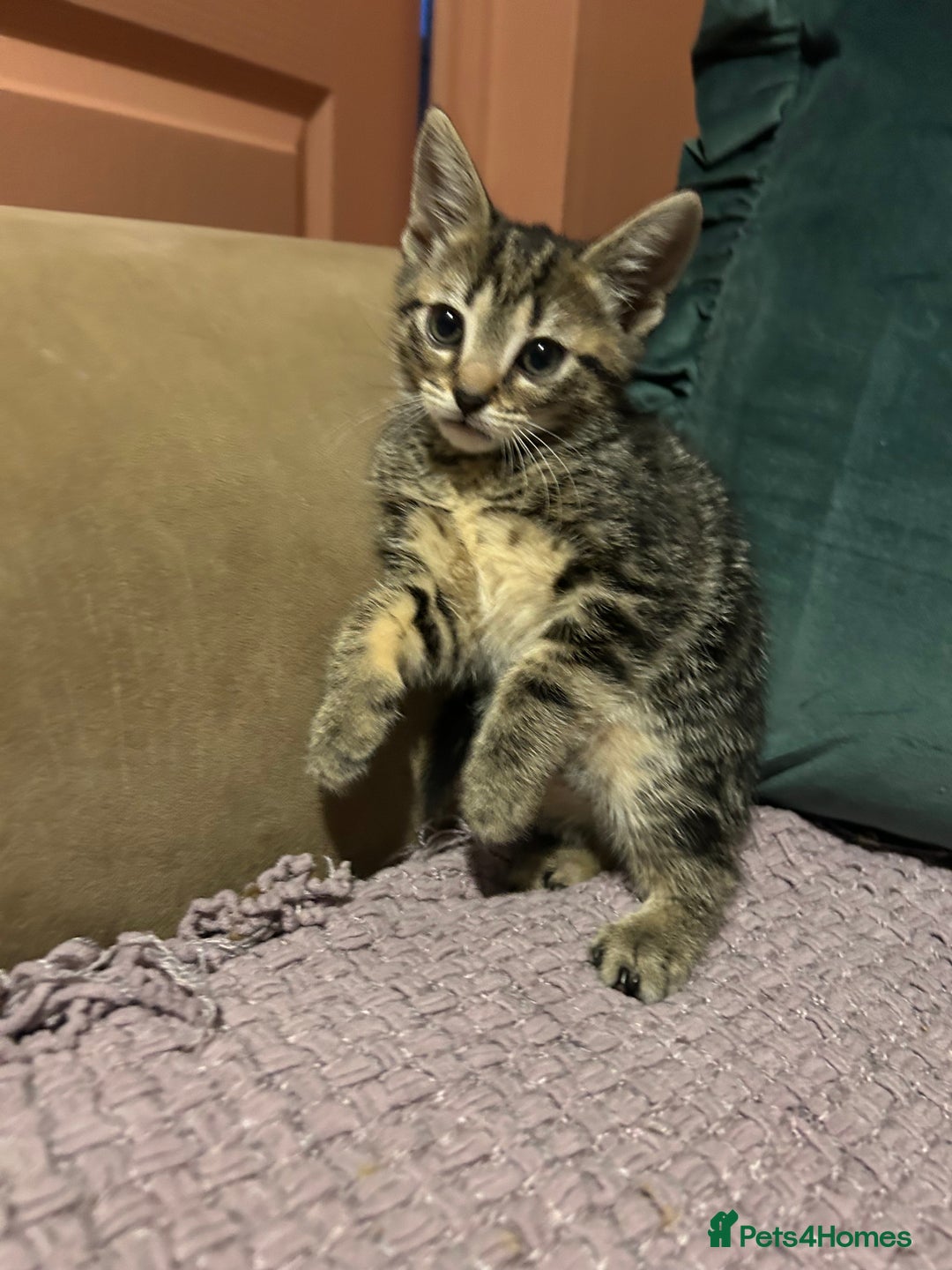 Mixed Breed cats for sale: 3 kittens for sale  - Advert 1