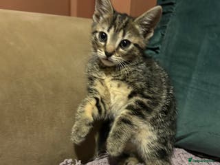 Mixed Breed cats 3 kittens for sale - Advert 1