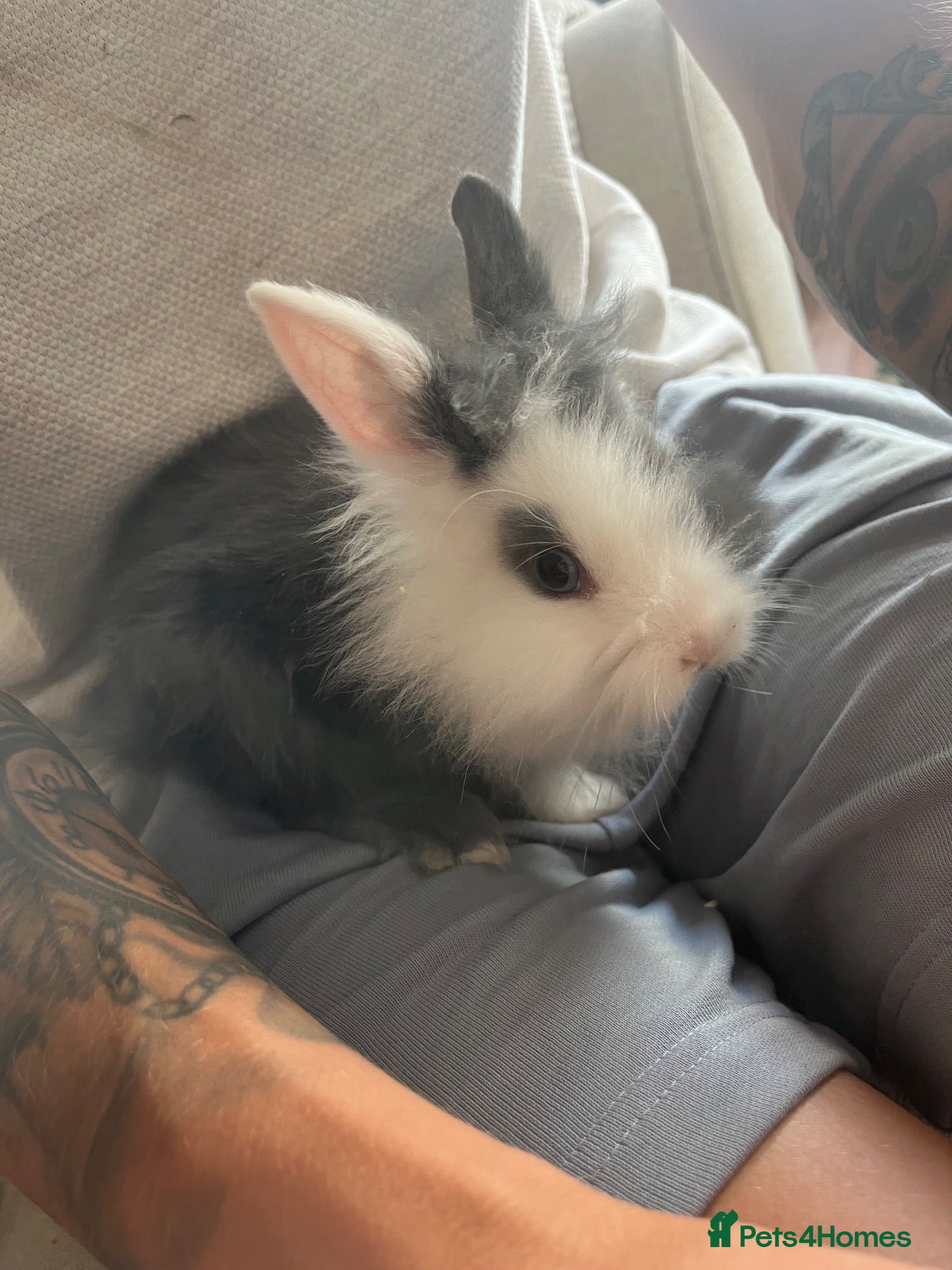Lionhead rabbits Double maned lionheads babies  - Advert 4