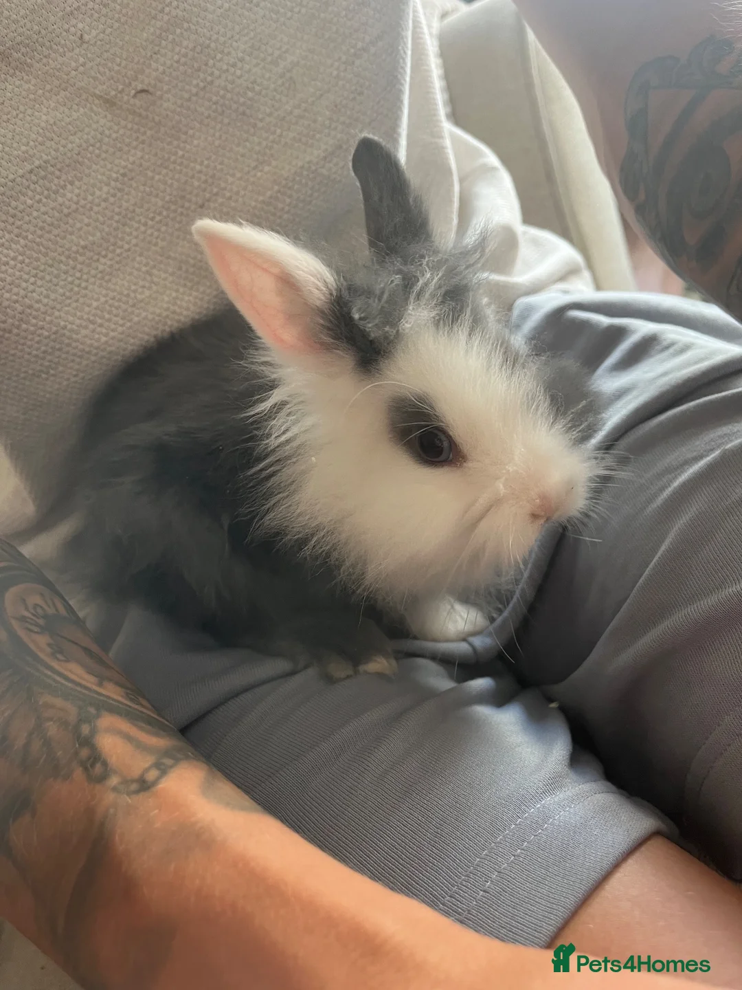 Lionhead rabbits for sale: Double maned lionheads babies  - Advert 1