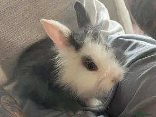Lionhead rabbits READY NOW! Double maned lionheads babies - Advert 4
