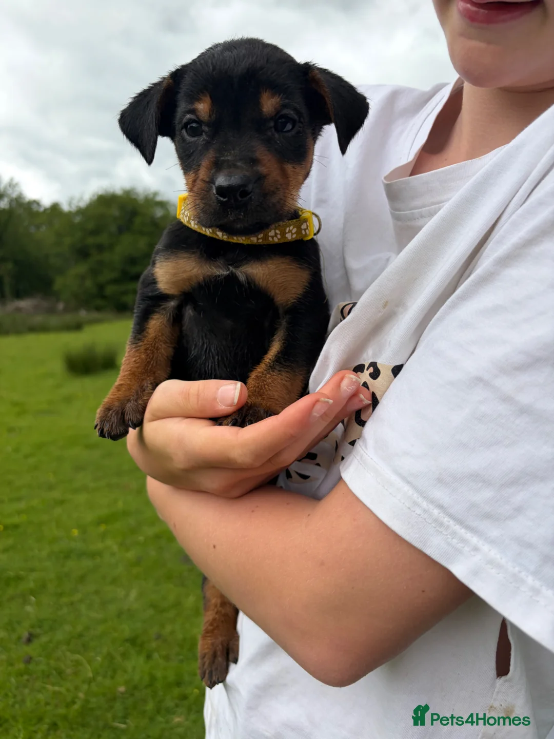 Huntaway dogs for sale: Huntaway puppies in Machynlleth - Advert 2