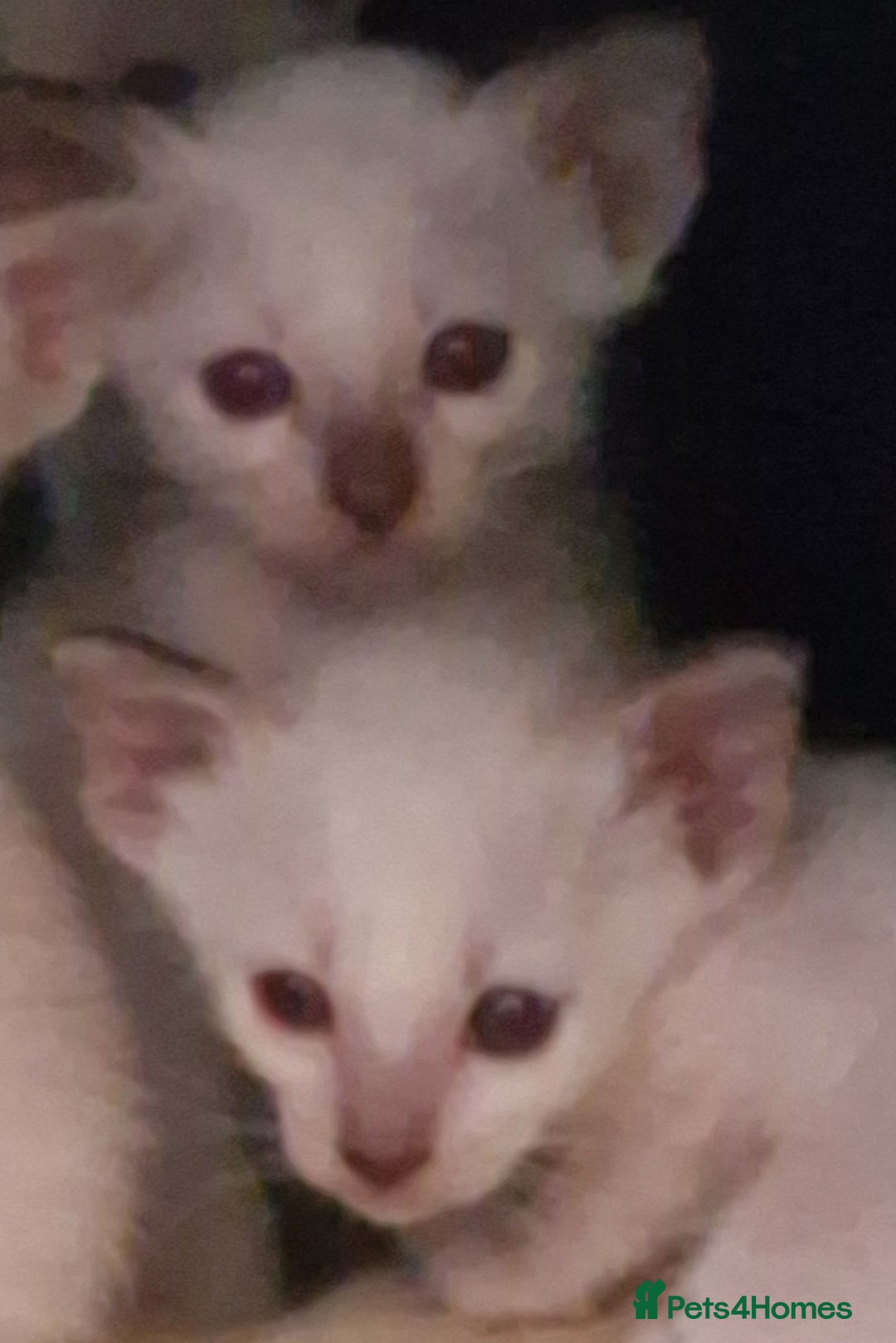Burmese cats for sale: Birman cross kittens for sale - Image 5