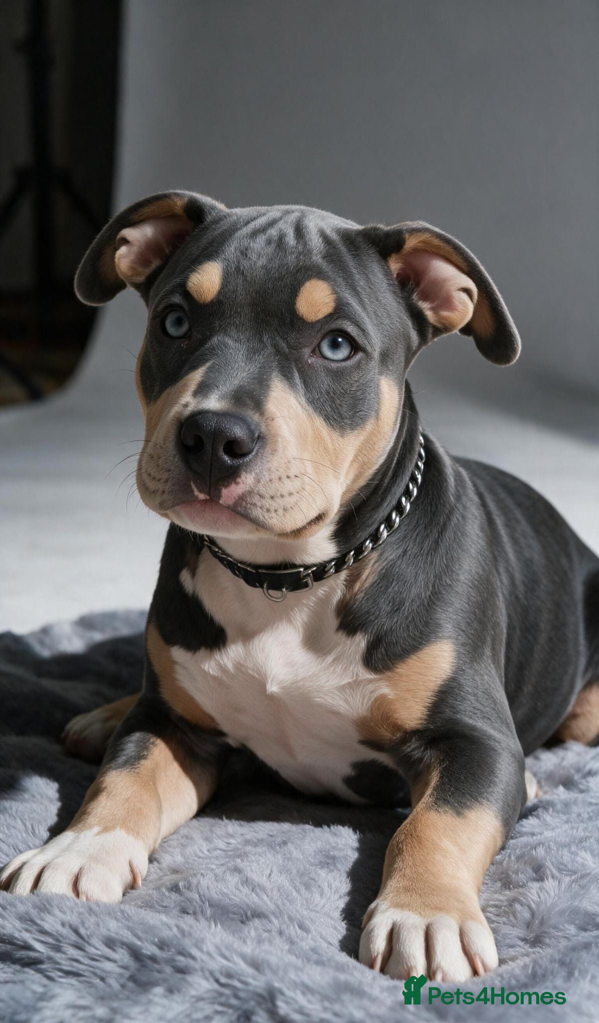 American Bully dogs 🏆🩸ABKC American pocket bully 🔥 - Advert 5