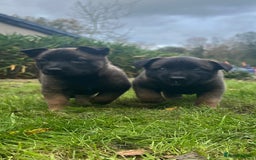 Mixed Breed dogs for sale: Belgian Malinois Puppies  - Image 15