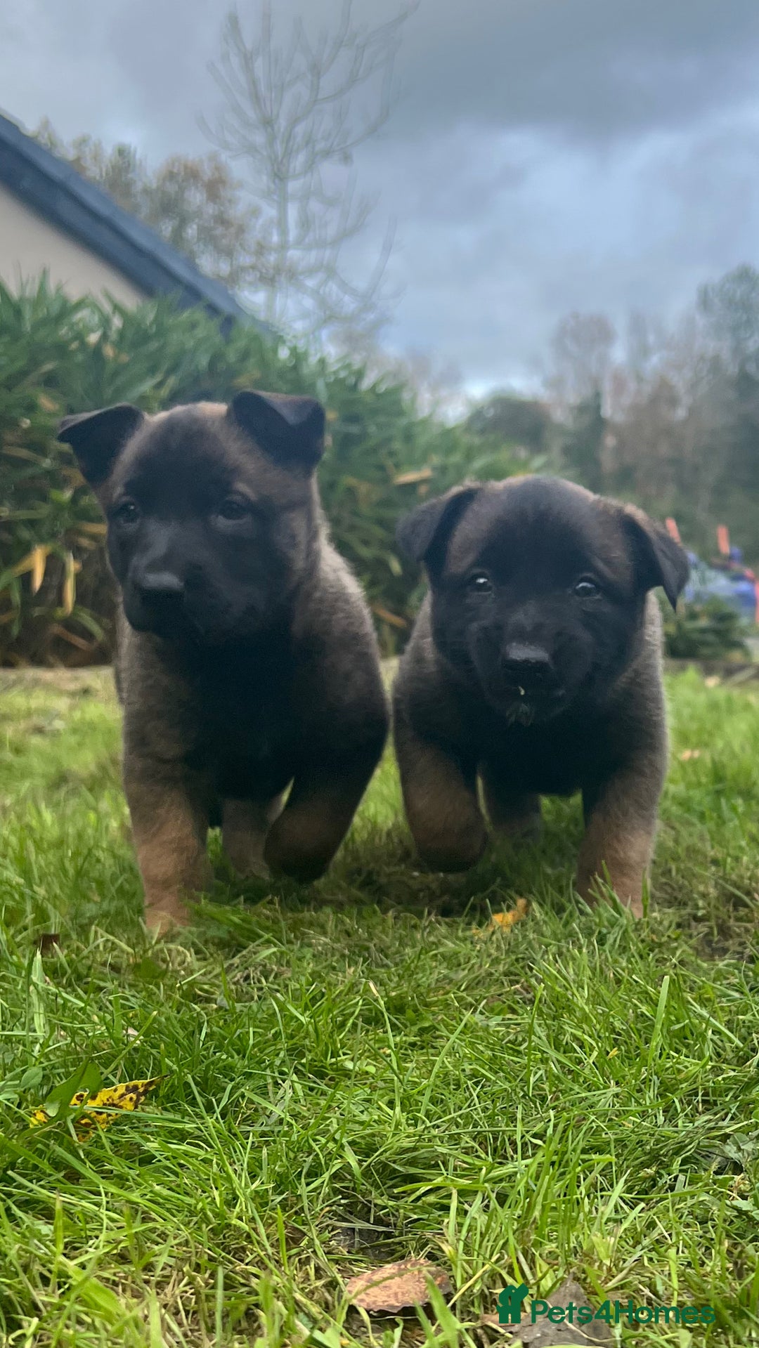Mixed Breed dogs for sale: Belgian Malinois Puppies  - Image 15