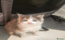 Maine Coon cats for sale: Maine Coon Kittens purebred – Reserve Now - Image 27
