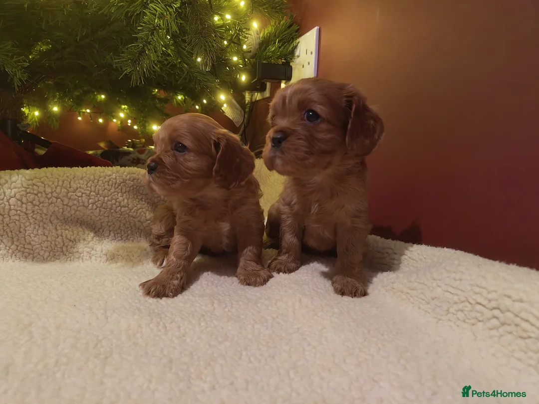 Cavalier King Charles Spaniel dogs for sale: Ready to Leave DNA Clear Cavaliers - Advert 5