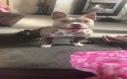 Mixed Breed dogs for sale: Puppy available  - Image 4