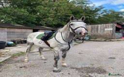 English Thoroughbred horses for sale: For Part loan - Advert 2