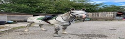 English Thoroughbred horses for sale: For Part loan - Advert 2