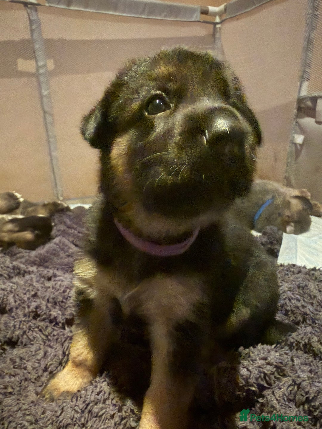 German Shepherd dogs for sale: Cute German shepherd puppies  - Advert 10