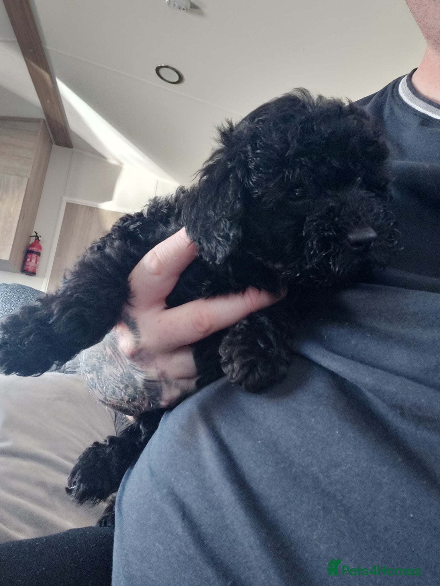 Toy Poodle dogs 1 female  toy poodle pup - Advert 6