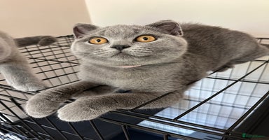 British Shorthair cats in Birmingham - Advert 7